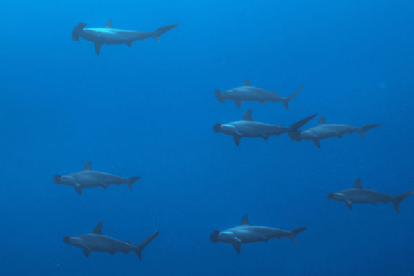 Hammerheards shark Gordo banks Scuba diving