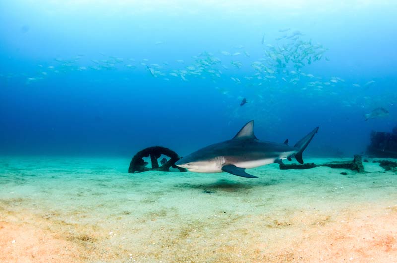 Bull sharks at Cabo Pulmo